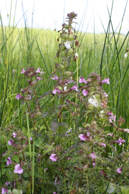 Pedicularis palustris