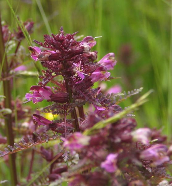 Pedicularis palustris