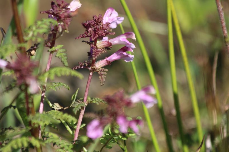 Pedicularis palustris