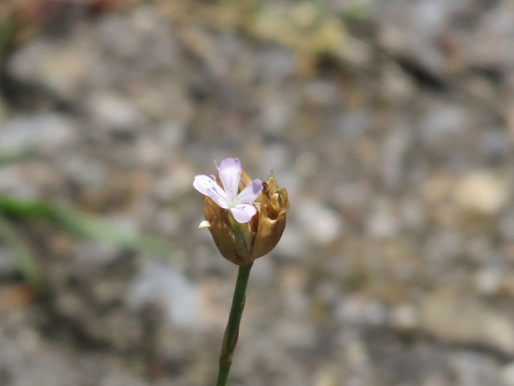 Petrorhagia prolifera