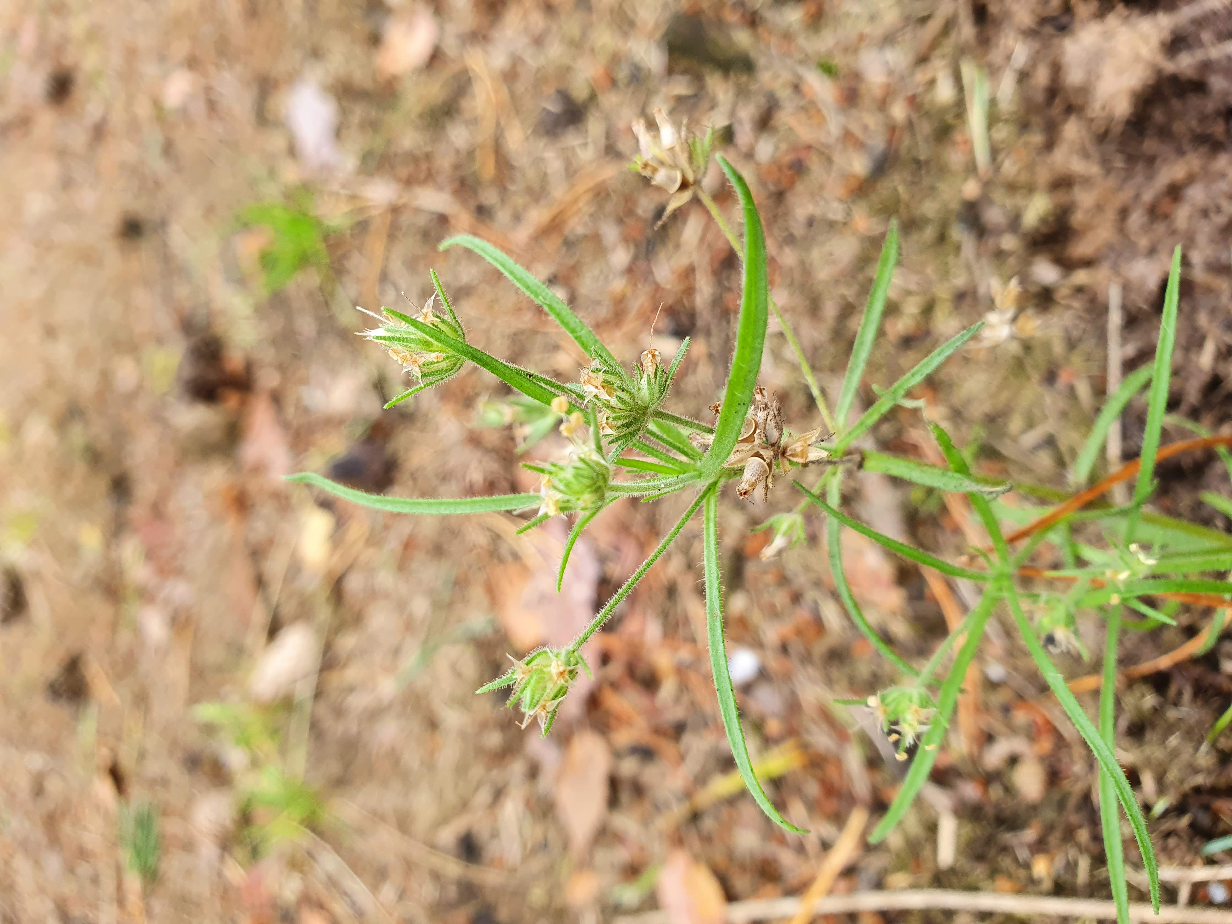 Plantago afra