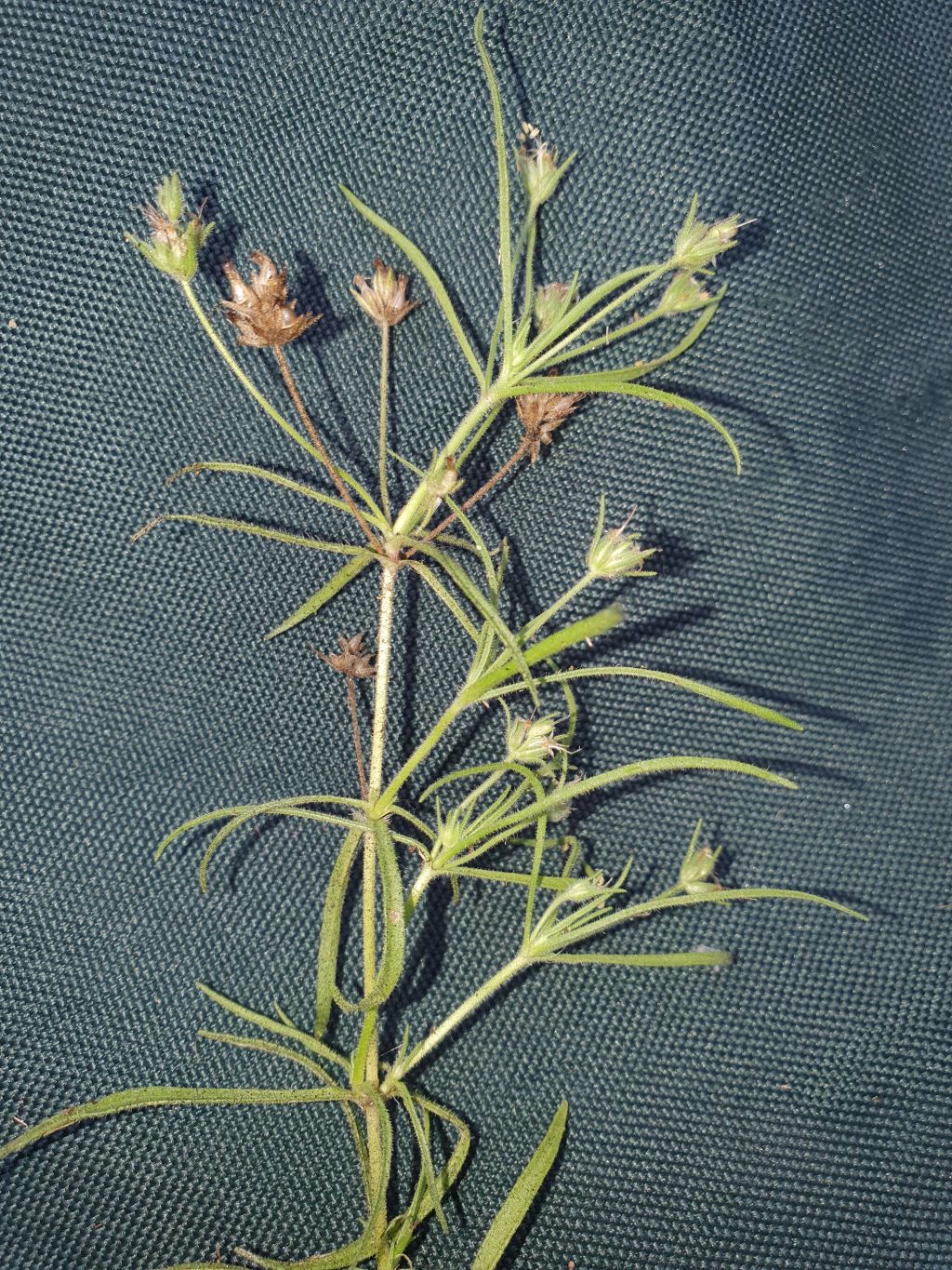 Plantago afra