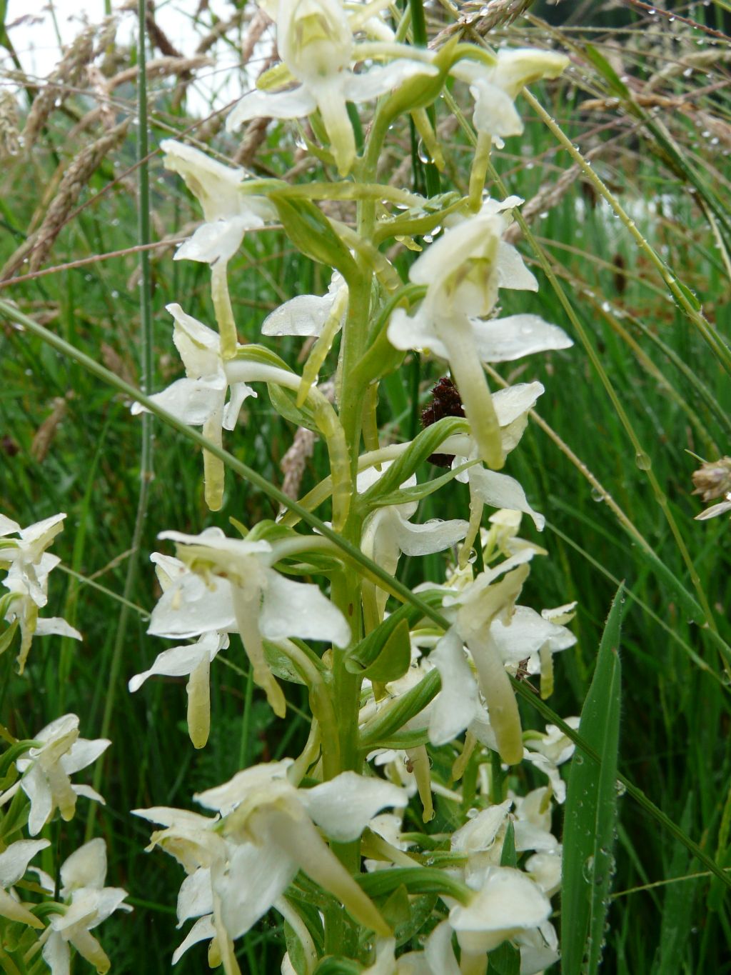 Platanthera montana