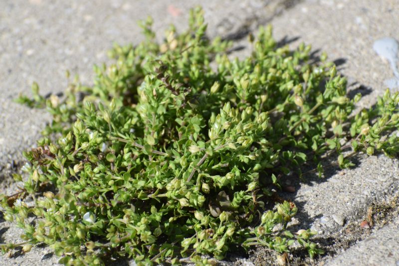 Polycarpon tetraphyllum