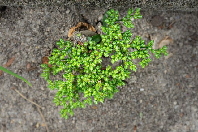 Polycarpon tetraphyllum