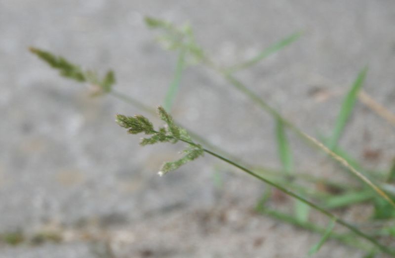 Polypogon viridis