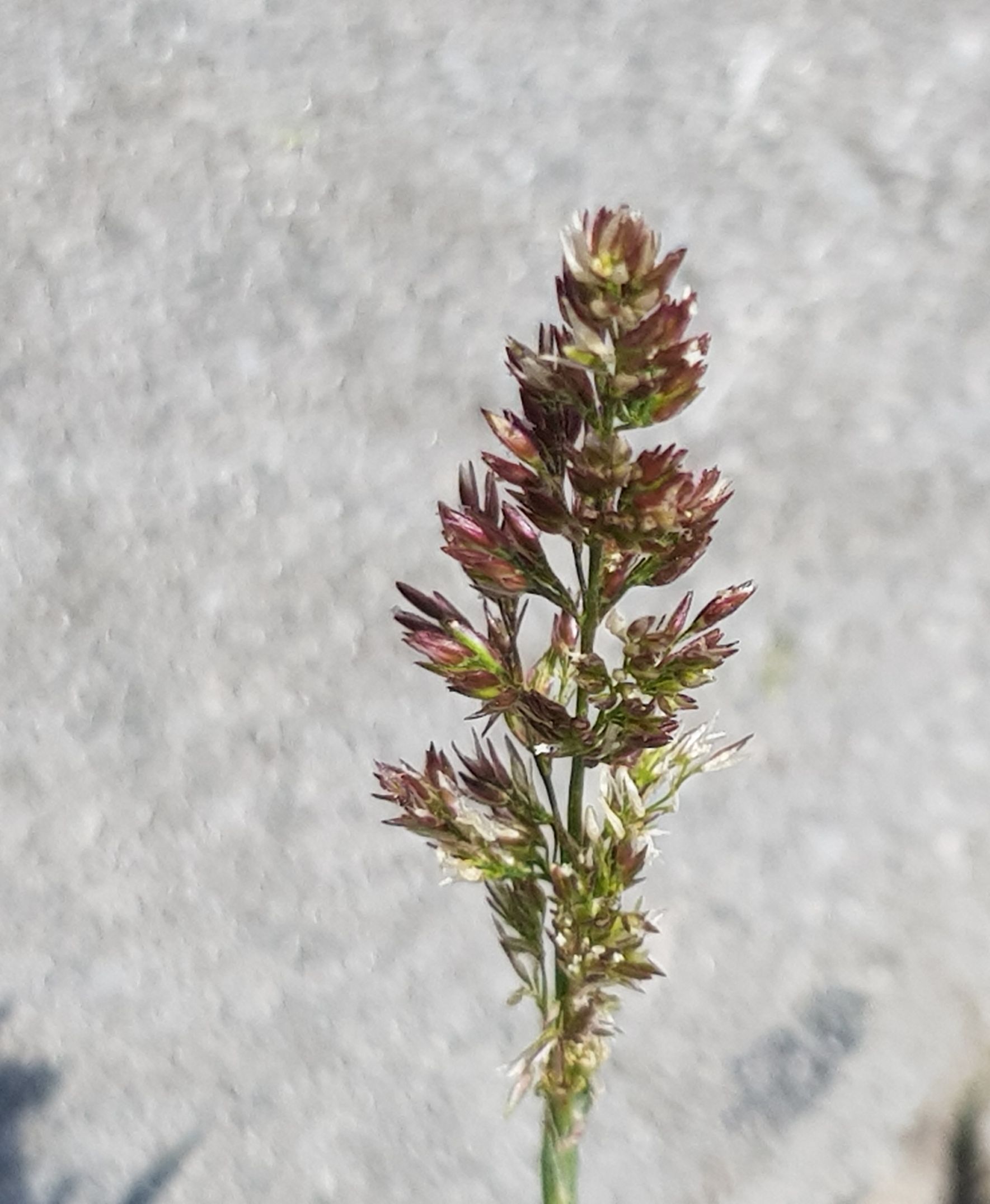 Polypogon viridis