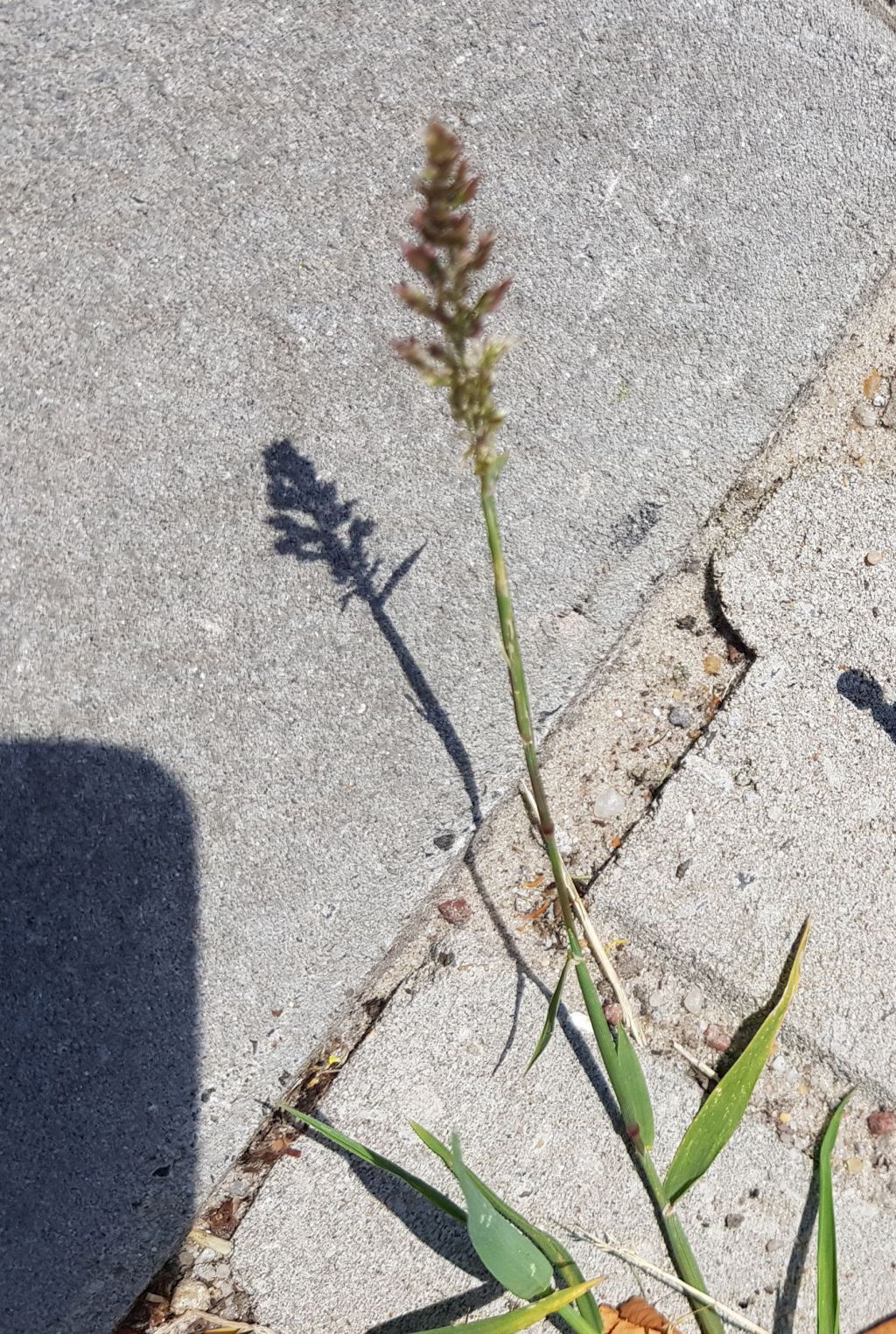 Polypogon viridis