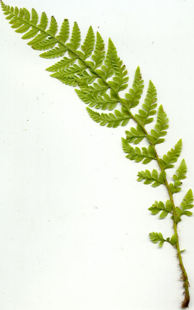 Polystichum setiferum