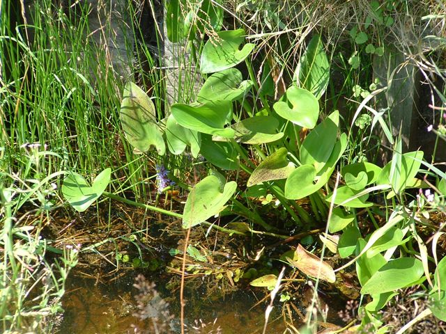 Pontederia cordata