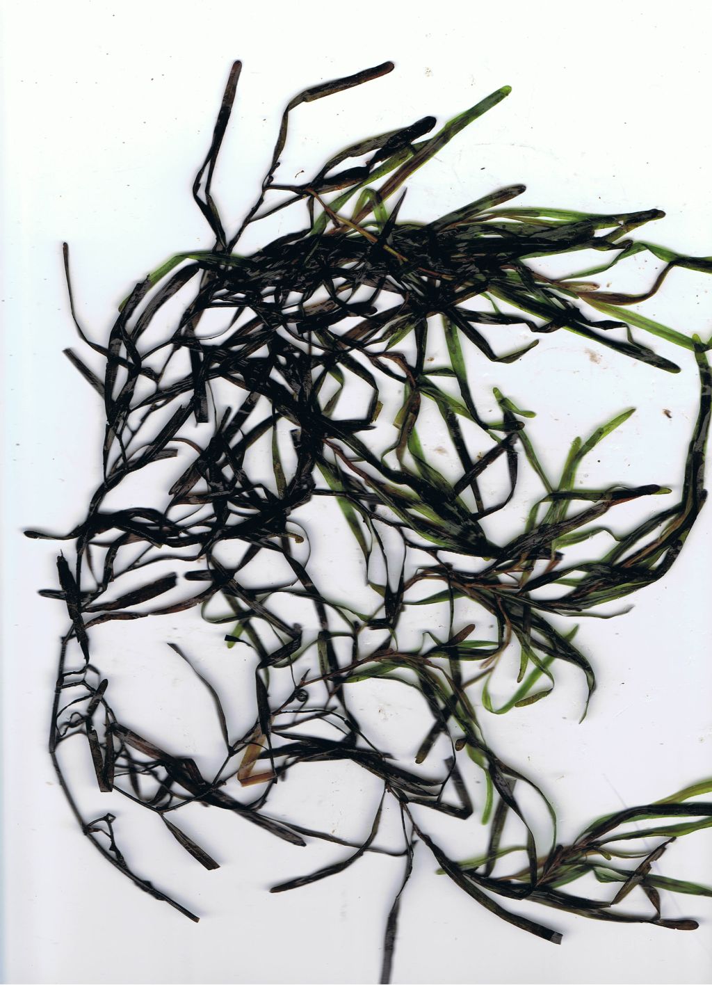 Potamogeton obtusifolius