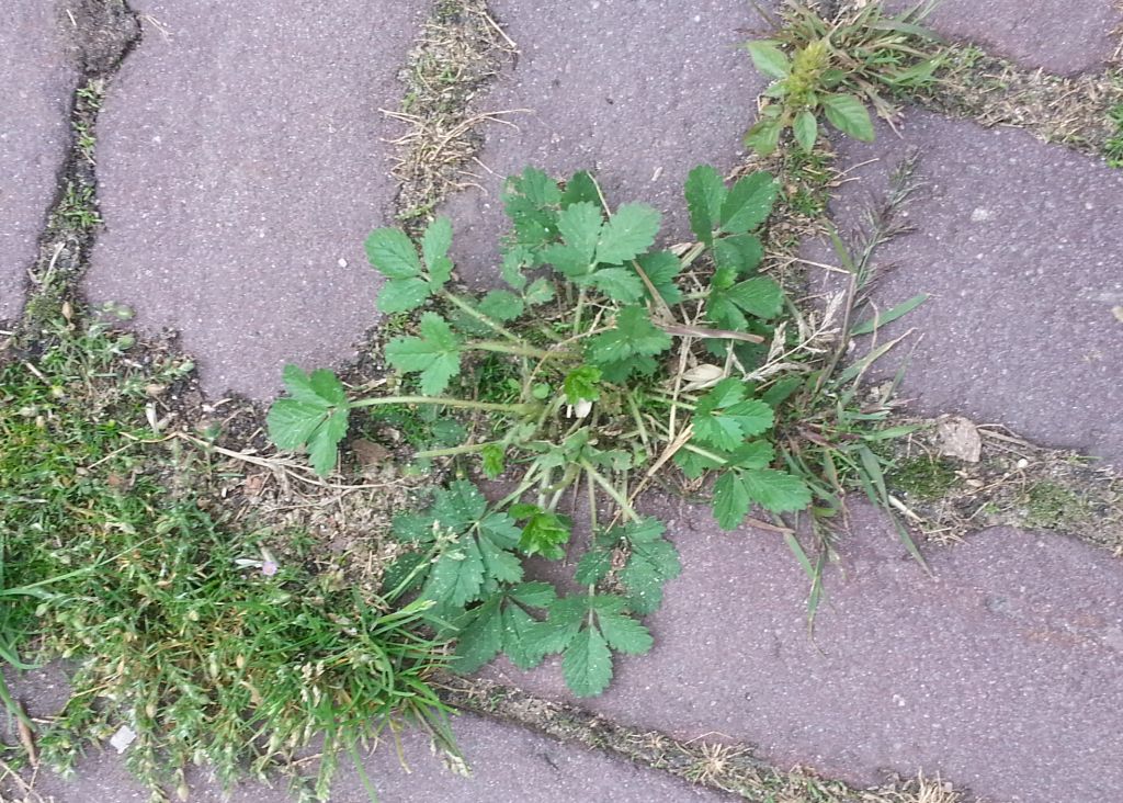 Potentilla intermedia