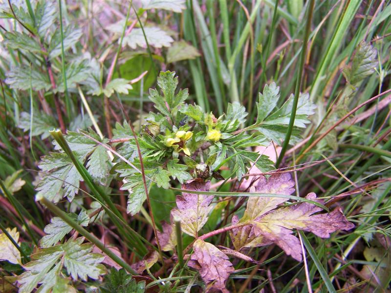 Potentilla supina