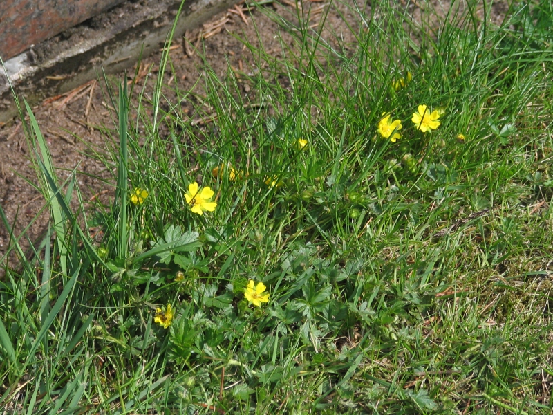 Potentilla tabernaemontani