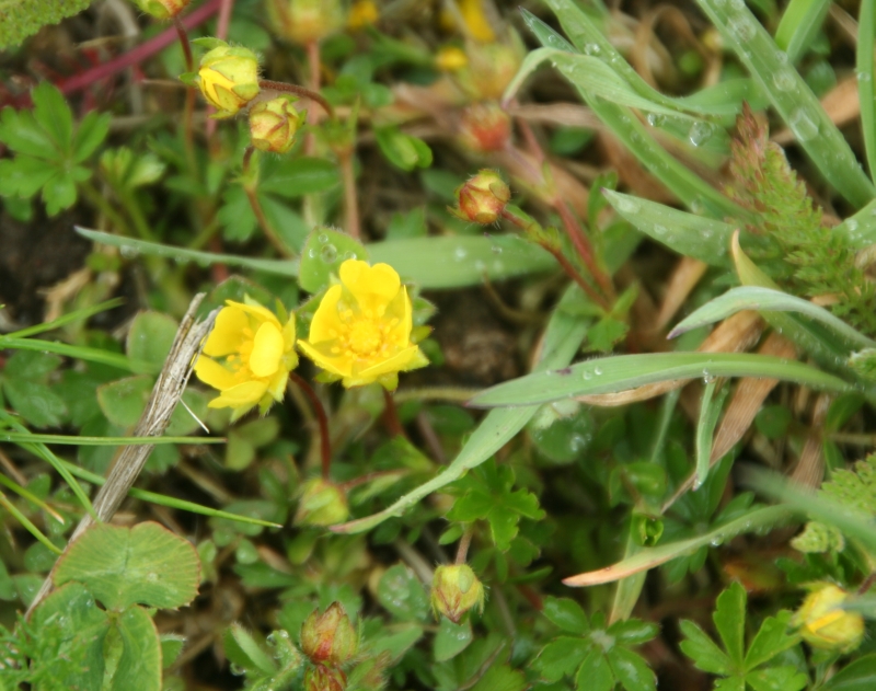 Potentilla tabernaemontani