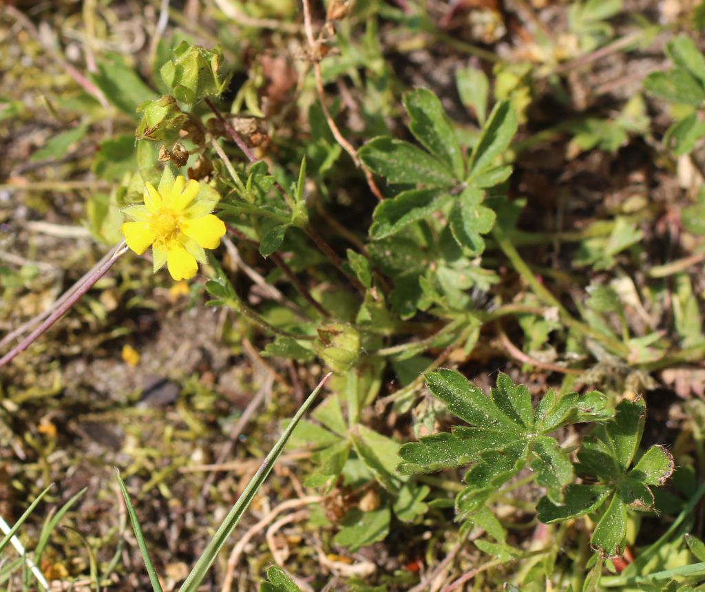 Potentilla tabernaemontani