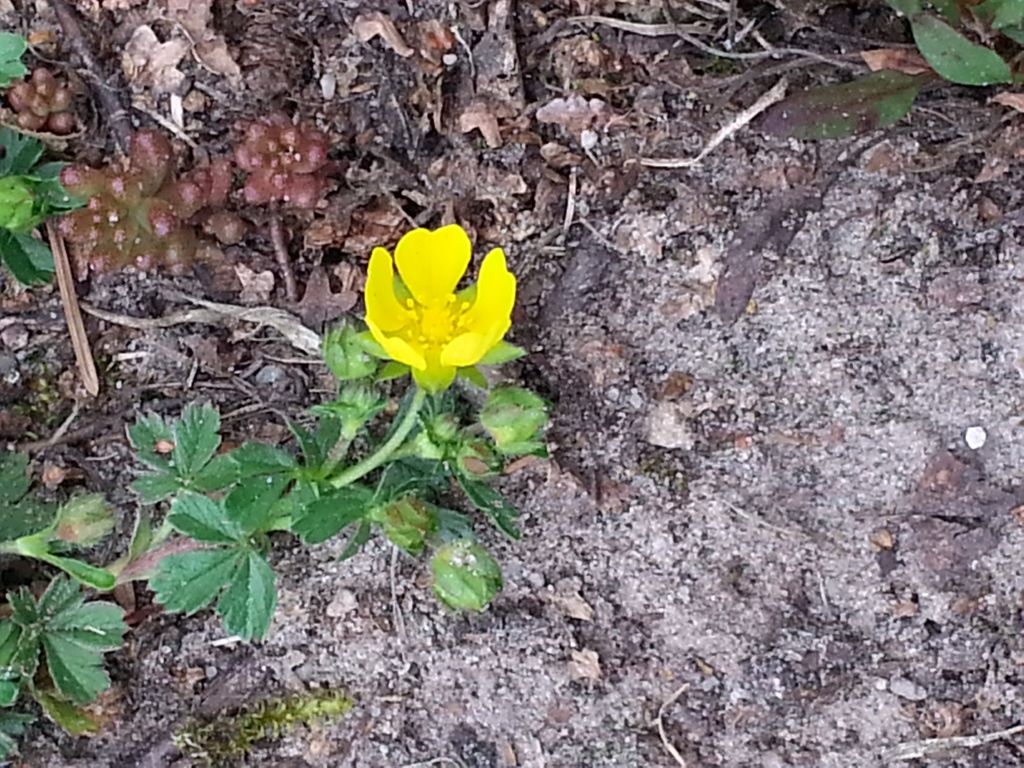 Potentilla tabernaemontani