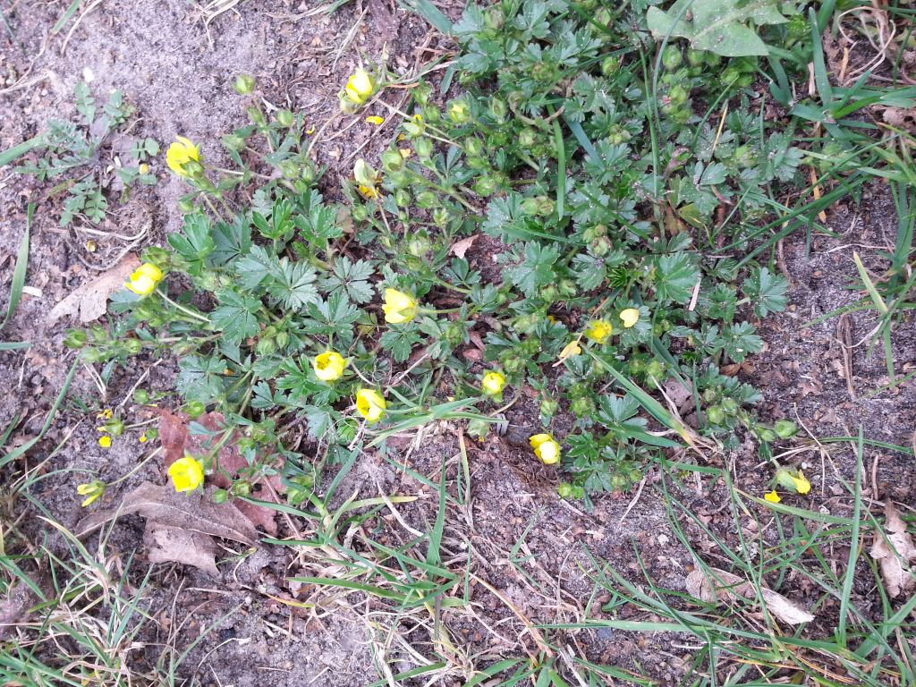 Potentilla tabernaemontani