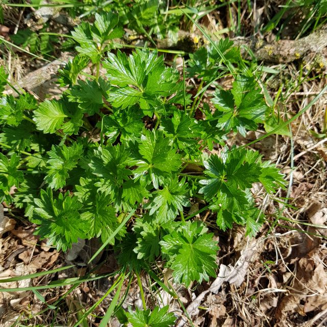 Potentilla tabernaemontani