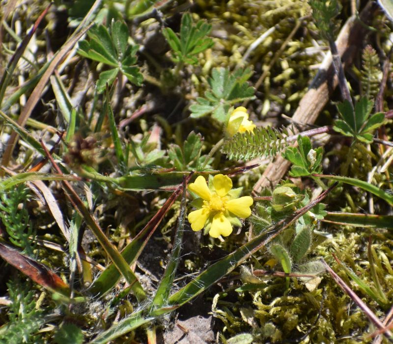 Potentilla tabernaemontani