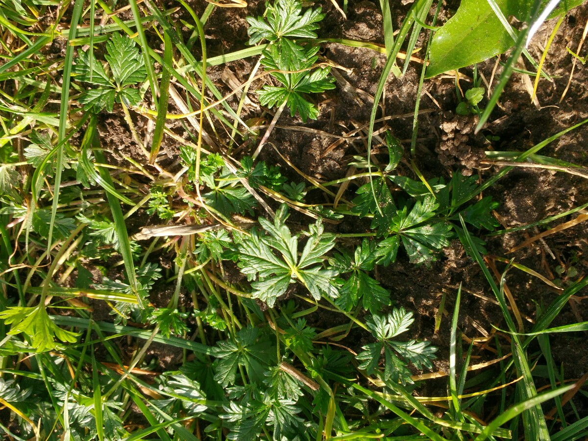 Potentilla verma