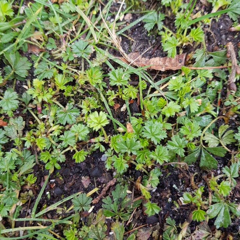 Potentilla verma