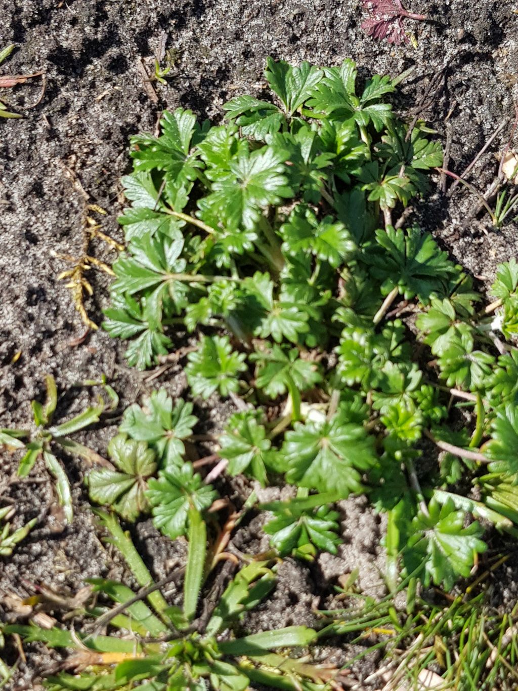 Potentilla verna