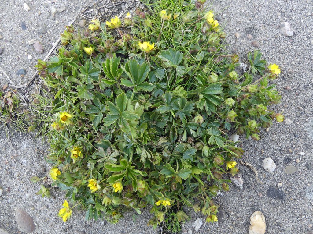 Potentilla verna