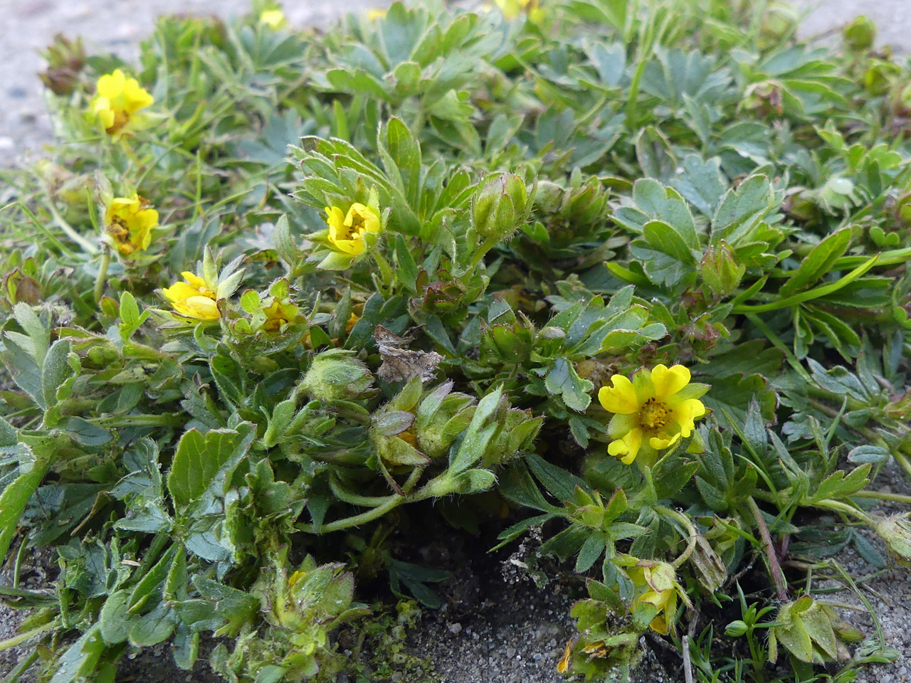 Potentilla verna