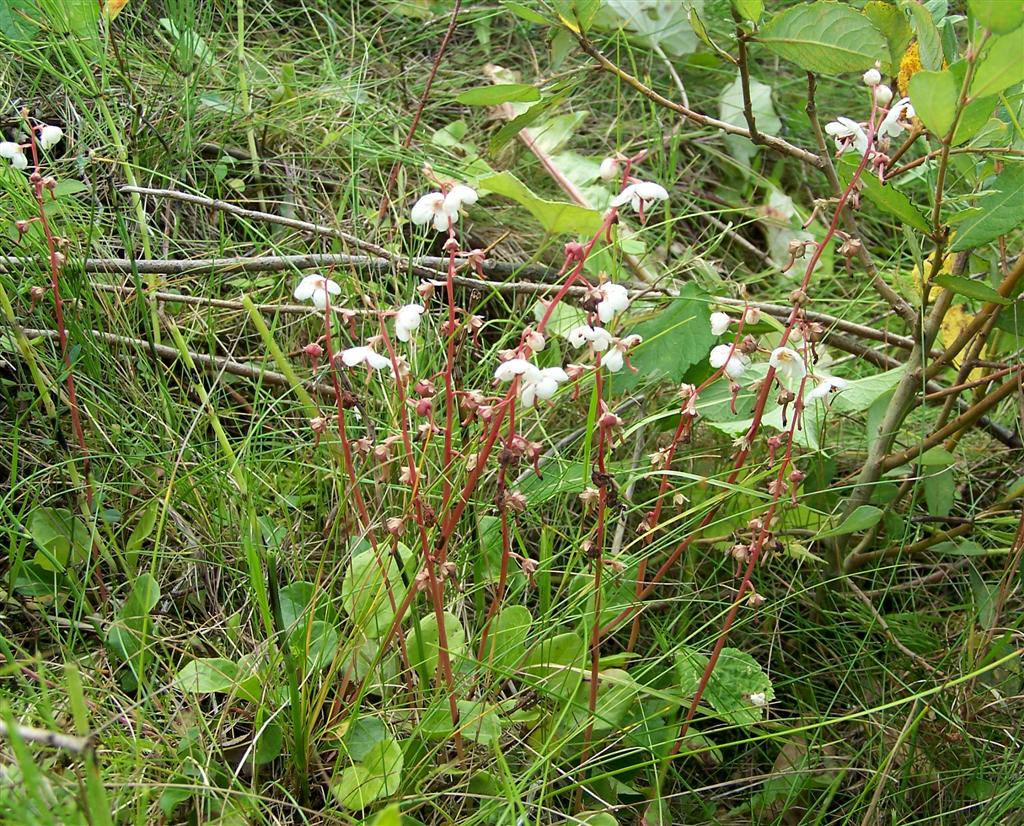 Pyrola rotundifolia