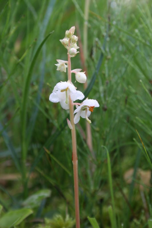 Pyrola rotundifolia