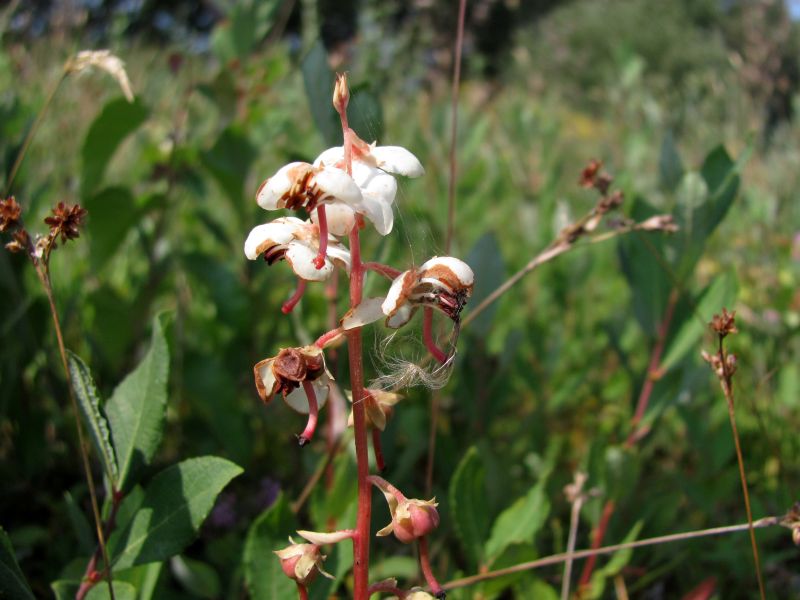 Pyrola rotundifolia