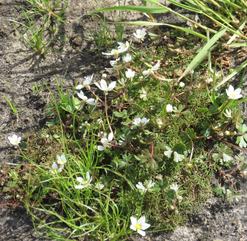 Ranunculus ololeucos