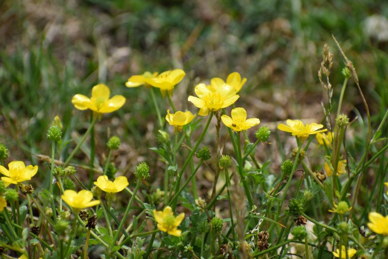 Ranunculus sardous