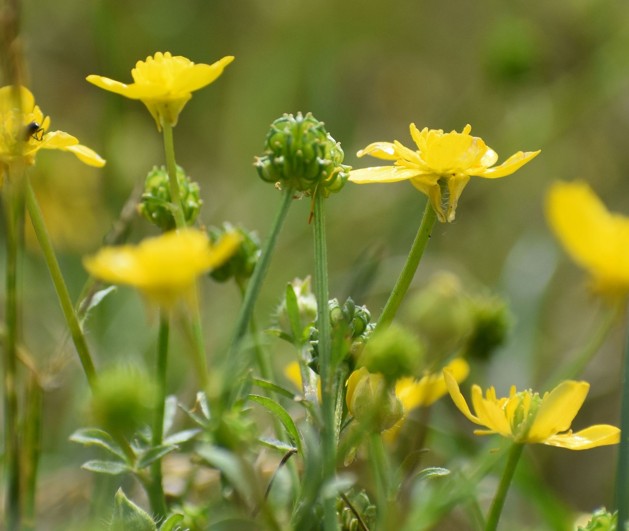 Ranunculus sardous