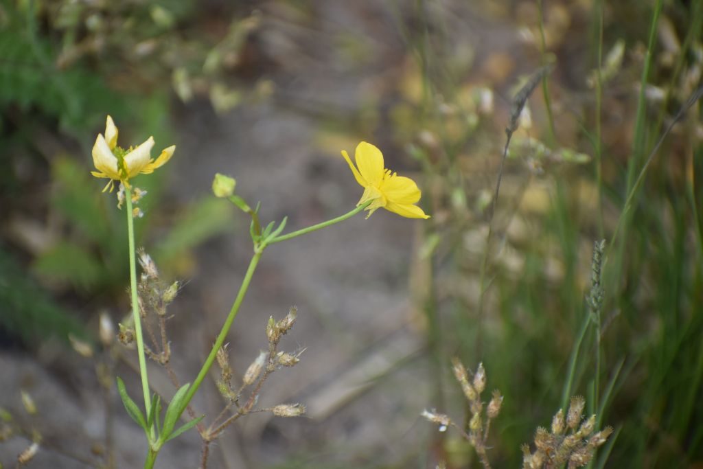 Ranunculus sardous