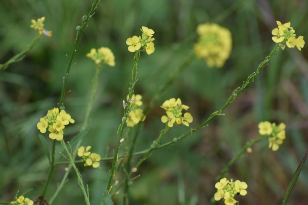 Rapistrum rugosum