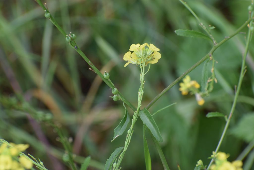 Rapistrum rugosum