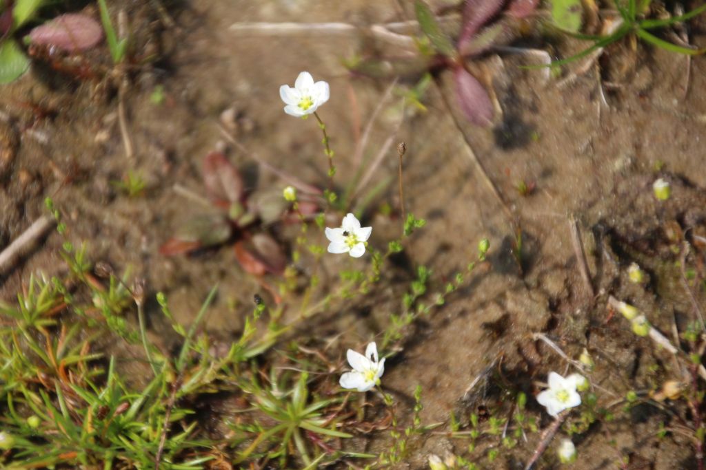 Sagina nodosa