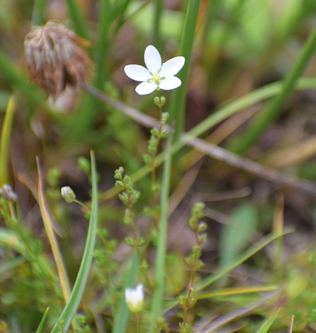 Sagina nodosa