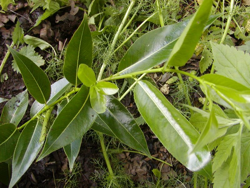 Salix pentandra