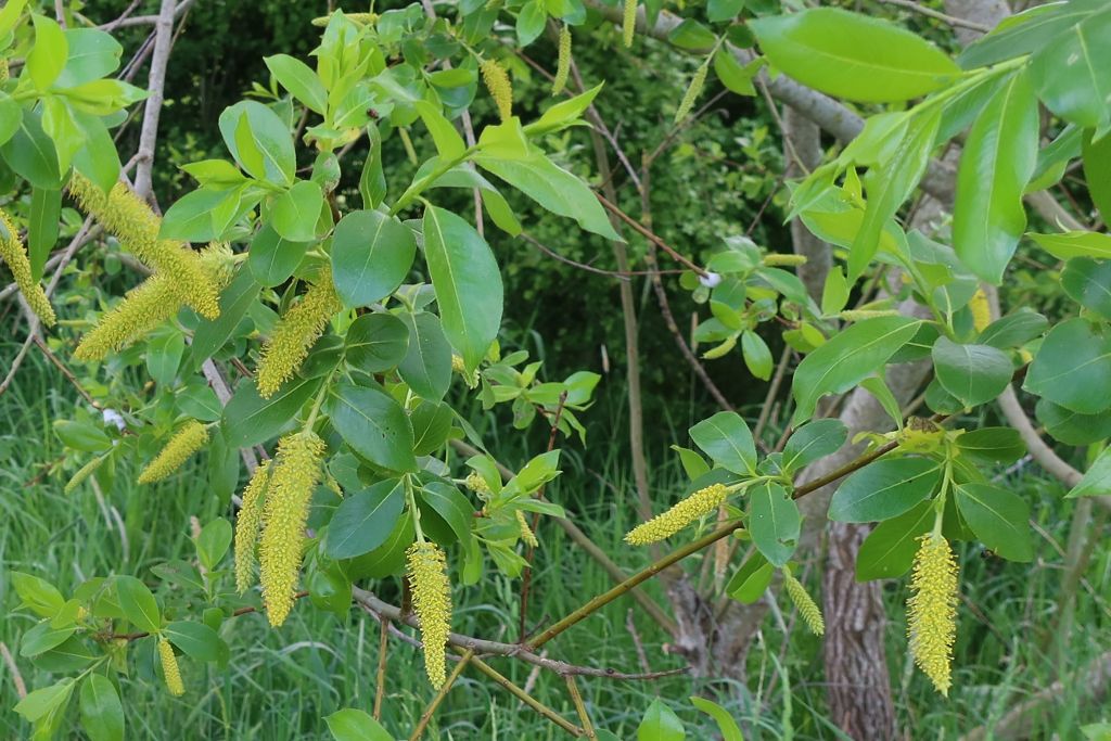 Salix pentandra