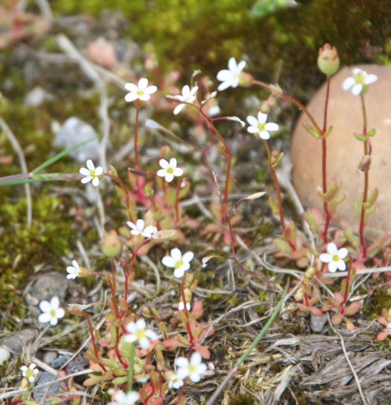 Saxifraga tridactylites