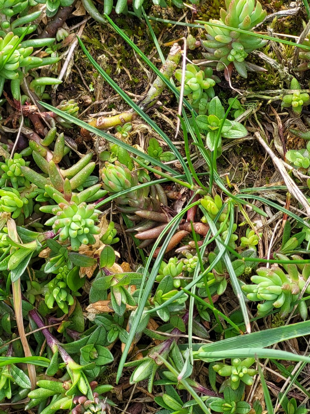 Sedum rupestre