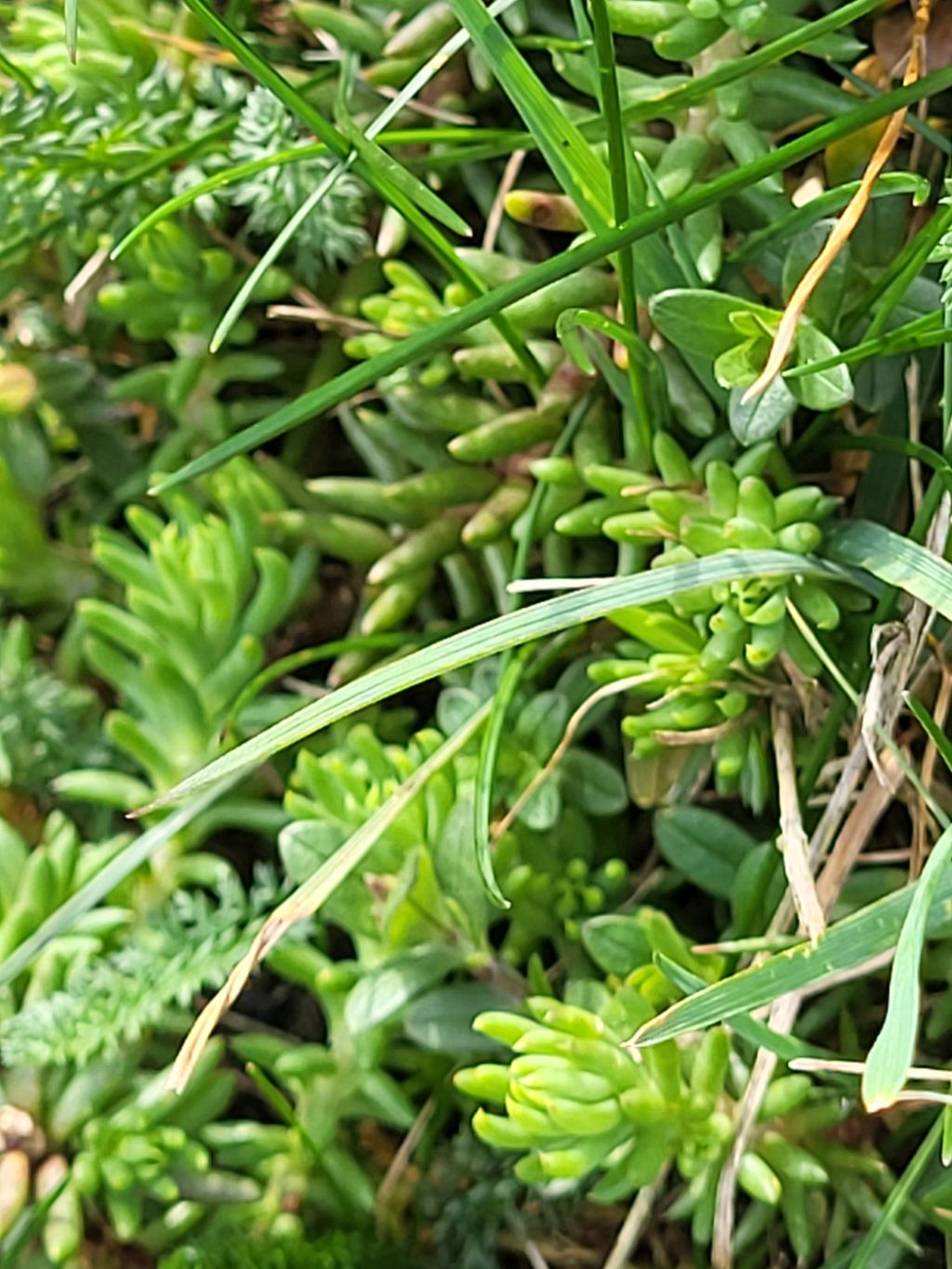 Sedum rupestre