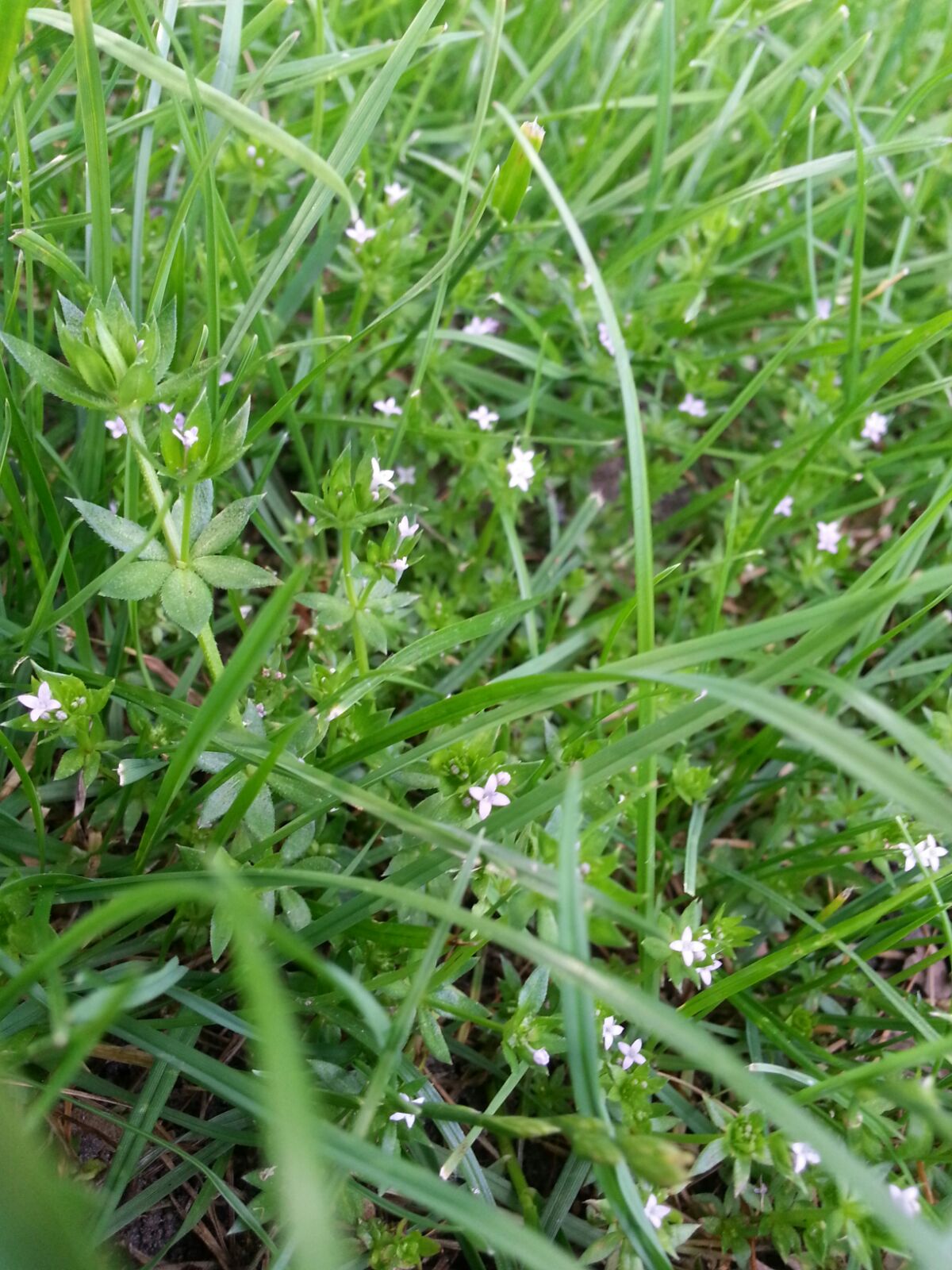 Sherardia arvensis