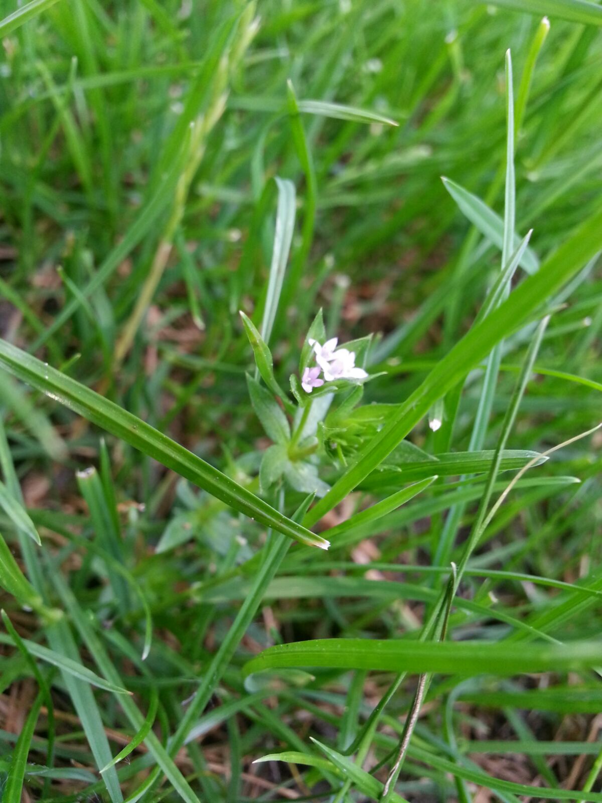 Sherardia arvensis