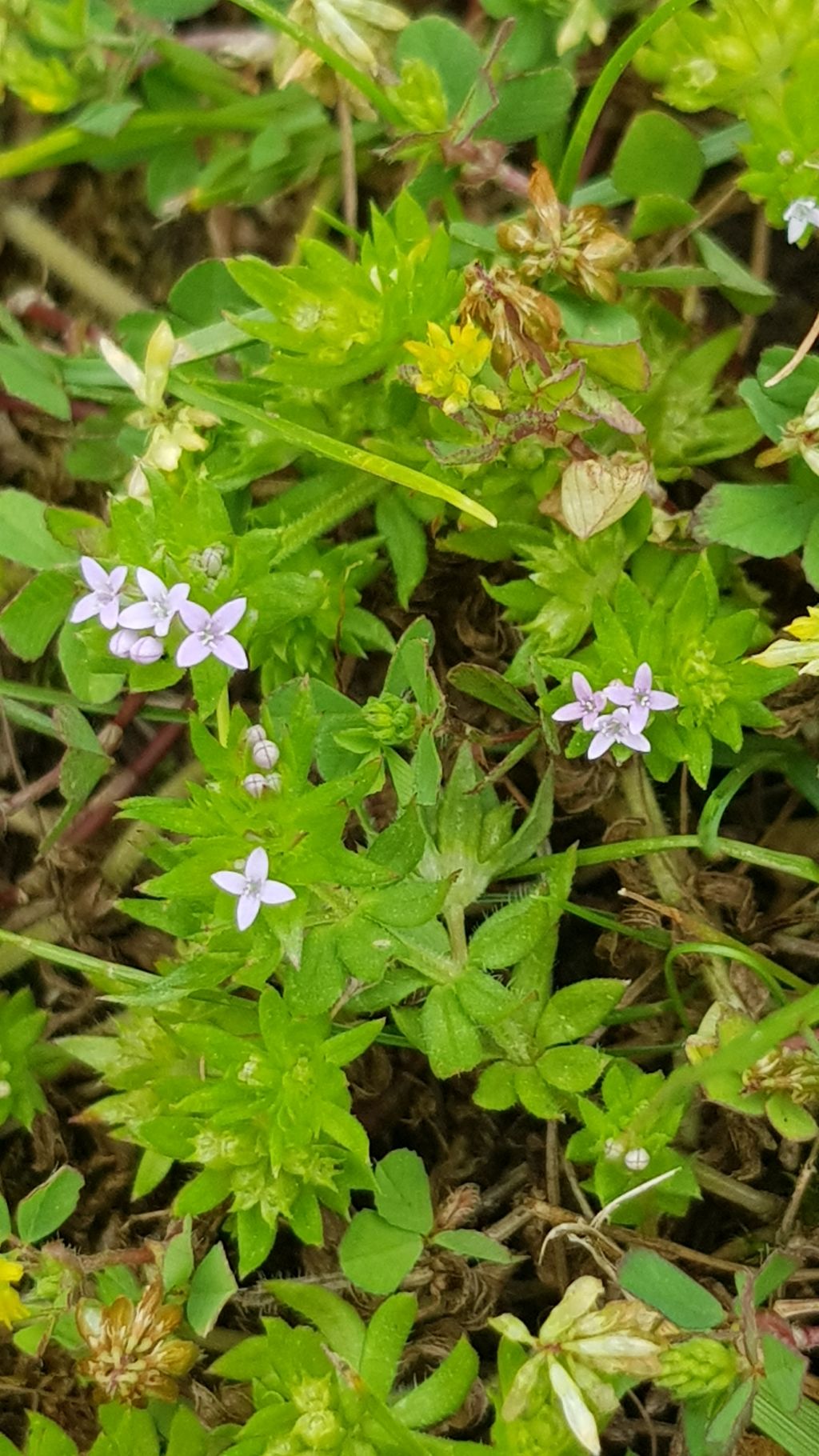 Sherardia arvensis