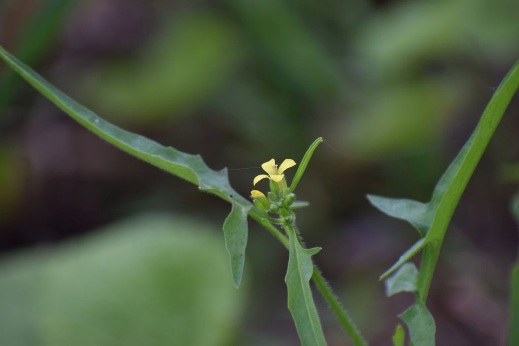 Sisymbrium orientale