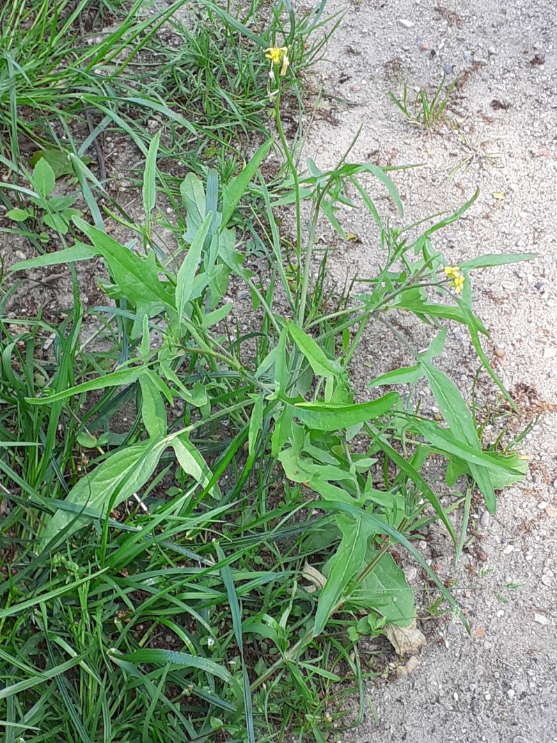 Sisymbrium orientale